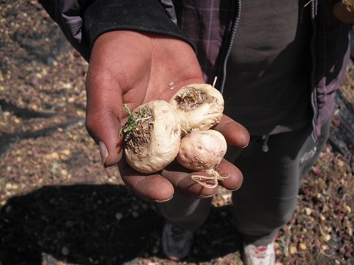 Maca has been consumed for centuries as food by inhabitants of the Peruvian Central Andes due to the nutritional and medicinal properties of its hypocotyl. Maca root has been cultivated for more than 2,000 years in the central Andes of Perú.